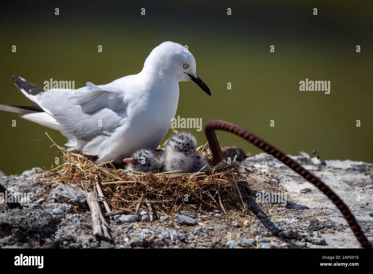 Gefährdeten schwarzen abgerechnet Nistenden in einem verlassenen Gebäude Stiftungen in das Erdbeben beschädigt, Christchurch, Neuseeland Stockfoto