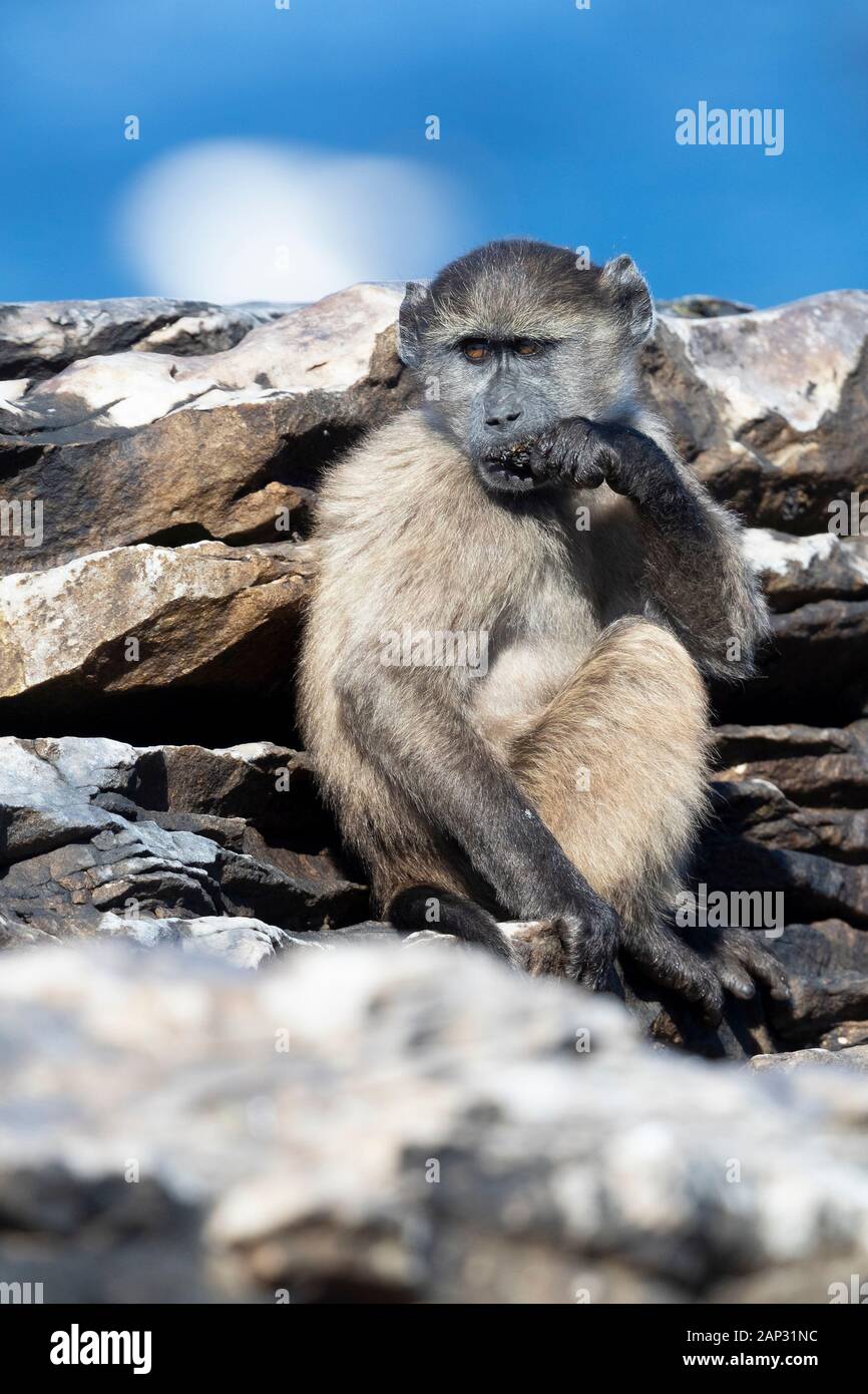 Kap Paviane (Papio ursinus), juvenile Essen seeafood, Western Cape, Südafrika Stockfoto