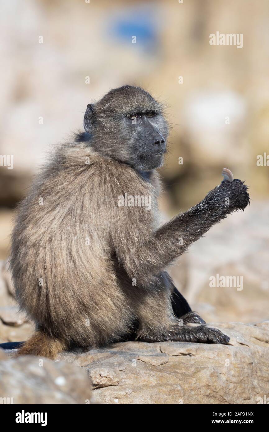 Kap Paviane (Papio ursinus), Erwachsenen, Meeresfrüchte, Western Cape, Südafrika Stockfoto