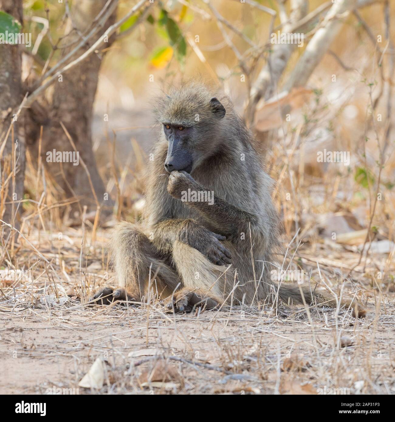 Kap Paviane (Papio ursinus), Erwachsene auf dem Boden sitzend, Mpumalanga, Südafrika Stockfoto