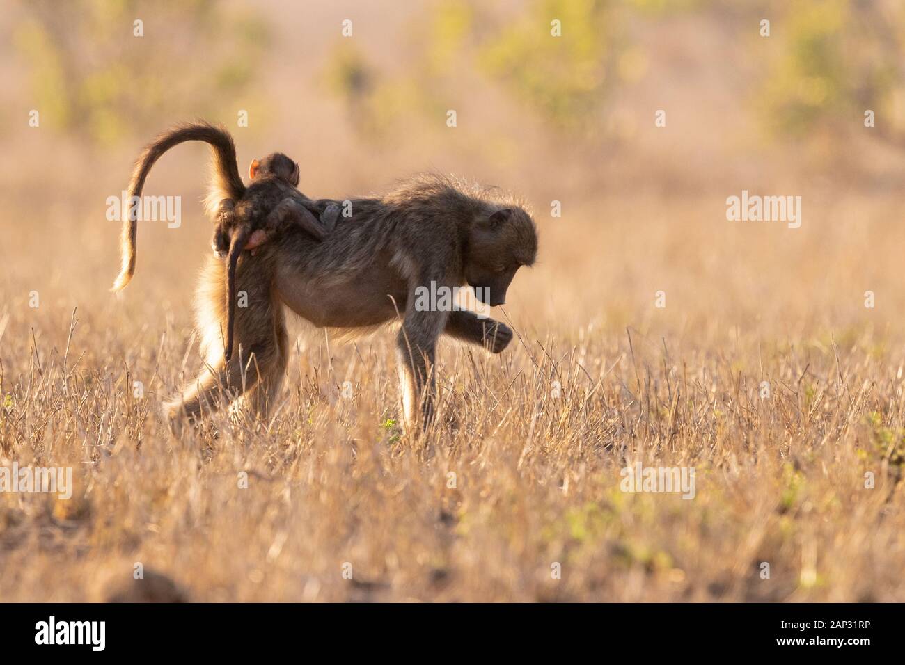 Kap Paviane (Papio ursinus), erwachsene Frau, die ein Jungtier auf dem Rücken, Mpumalanga, Südafrika Stockfoto