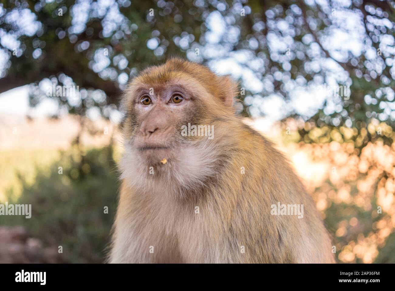 Berbermakaken, Macaca sylvanus, Berberaffen oder magot bei Ouzoud Stockfoto