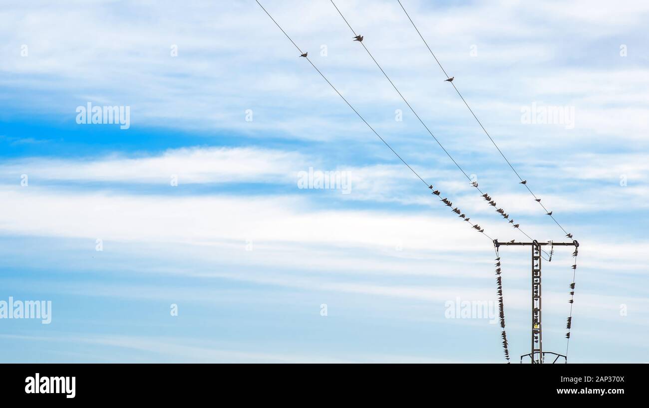 Pigen Vögel auf Hochspannung Kabel thront. Stockfoto