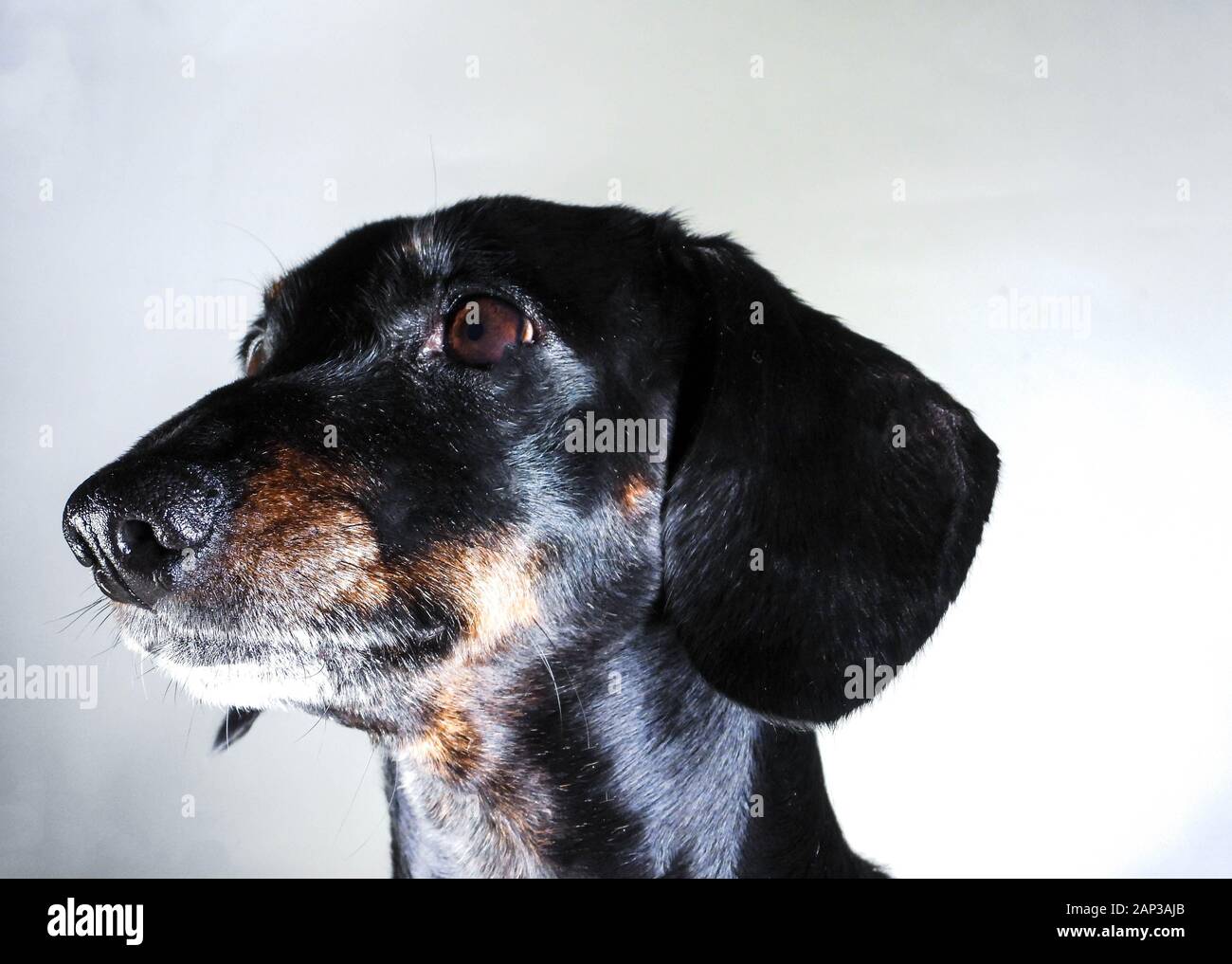 Eines der weltweit beliebtesten Hunderassen, die Minidachshund… sonst als die ausage Hund" bekannt Stockfoto