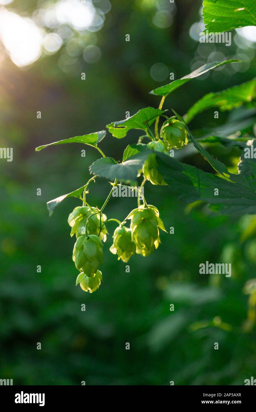 Grüne frische Hopfendolden für die Herstellung von Bier und Brot im Gegenlicht closeup Stockfoto