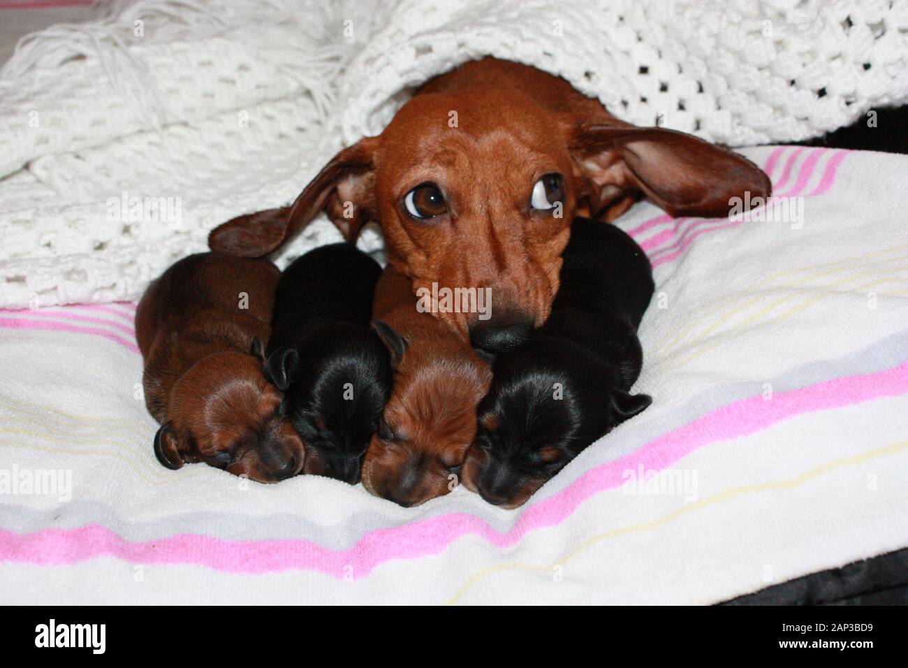 Eines der weltweit beliebtesten Hunderassen, die Minidachshund… sonst als die ausage Hund" bekannt Stockfoto