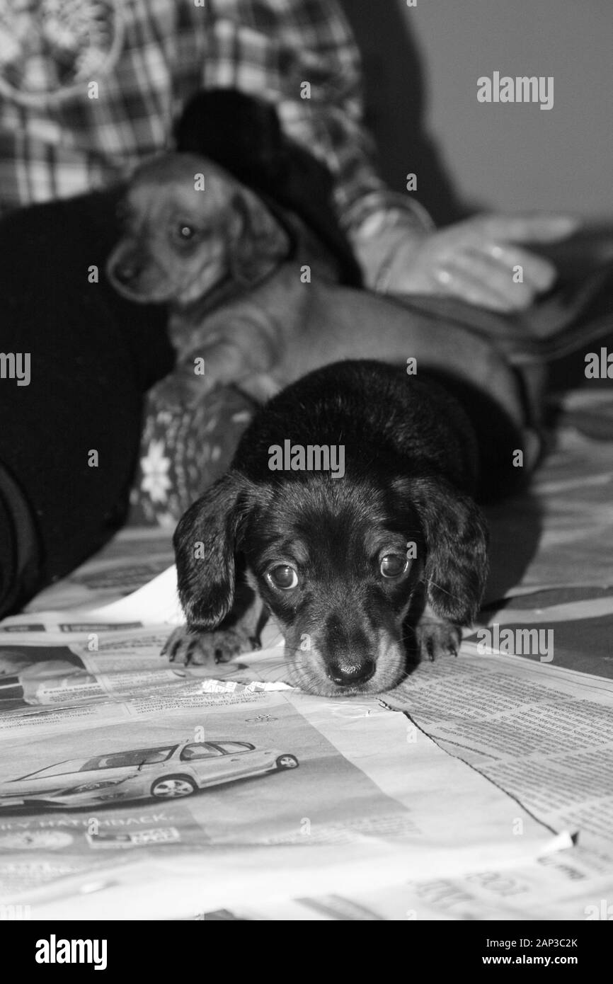 Eines der weltweit beliebtesten Hunderassen, die Minidachshund… sonst als die ausage Hund" bekannt Stockfoto