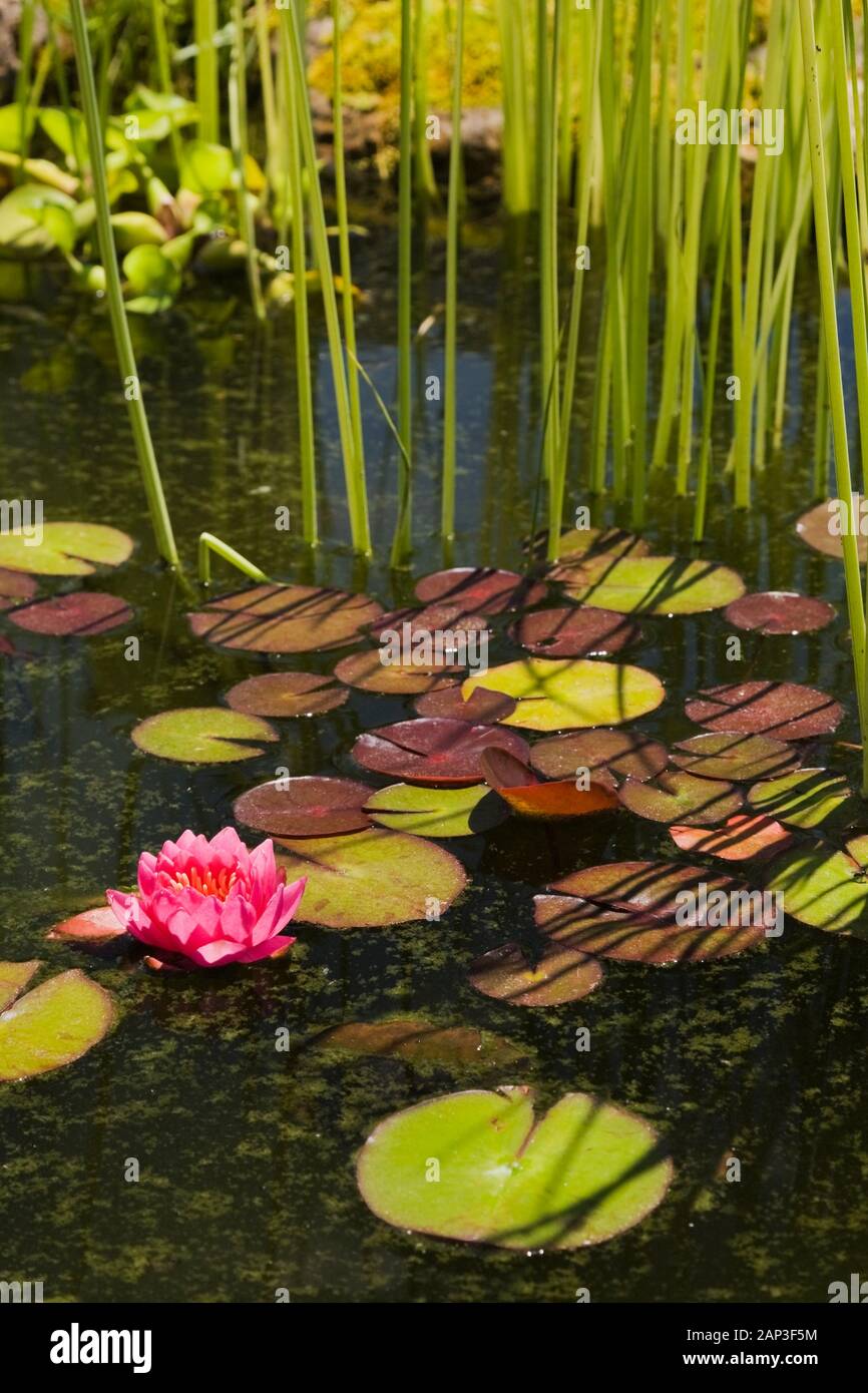 Rosa Nymphaea - Seerose Blume und Typha minima - ZwergCattails im Teich im Sommer Stockfoto