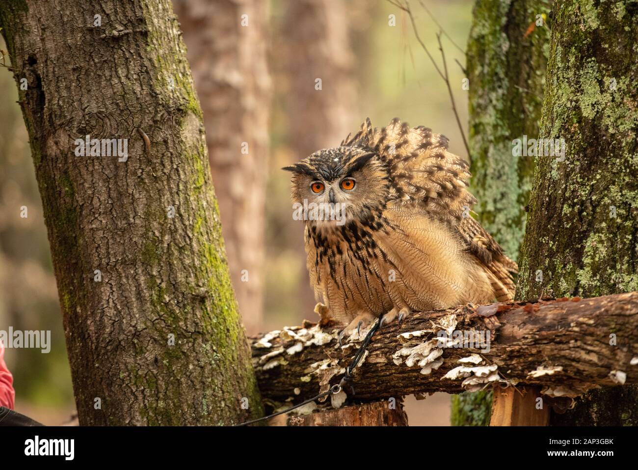 Bilder von gefangenen Vögeln im Carolina Raptor Center (www.carolinaraptorcenter.org). April 2019 Stockfoto