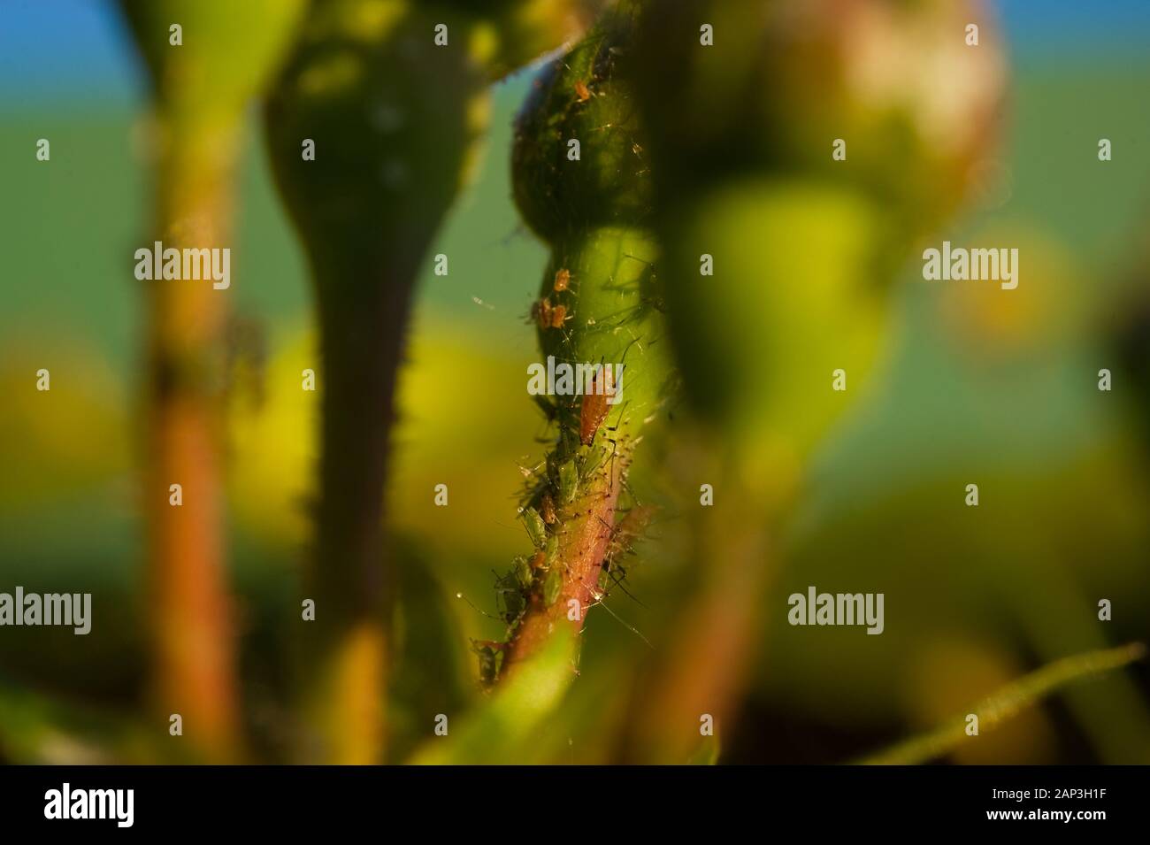 Wien, Dachgarten - Wien, Dachgarten Stockfoto