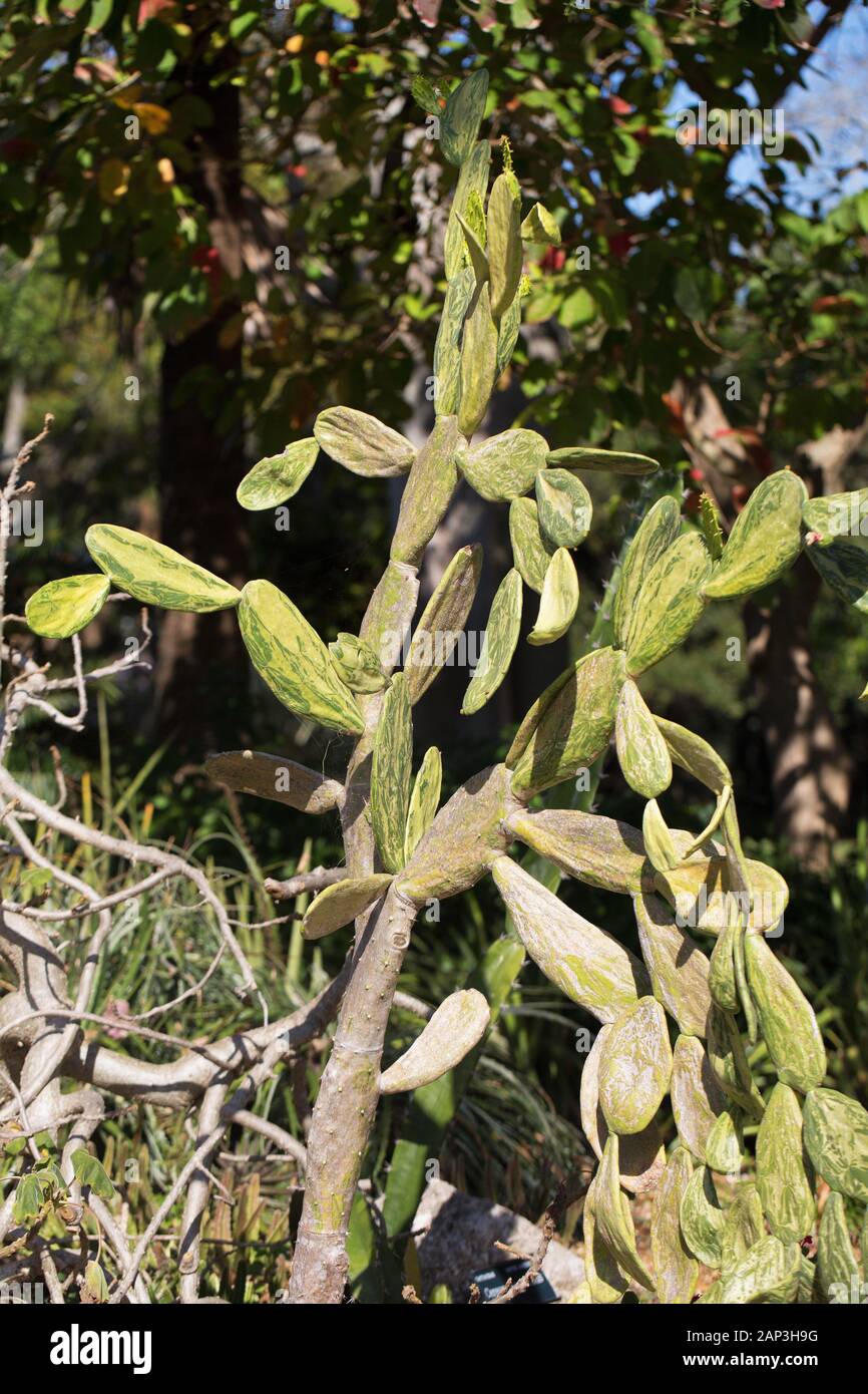 kirschlorbeer hochstamm Prunus lusitanica 'Angustifolia' auf Stamm
