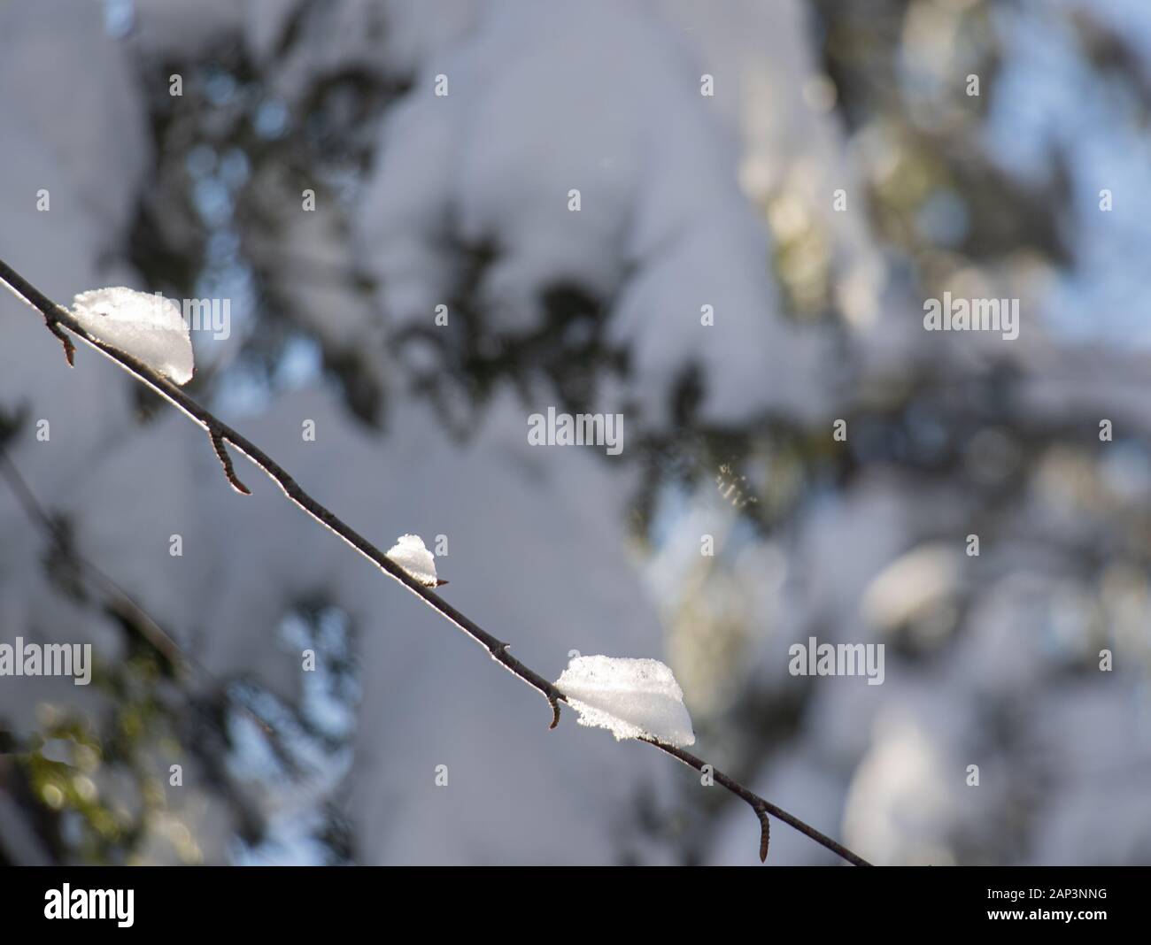 Eine flauschige Decke von glitzernden Schnee deckt Evergreens im Wald. Stockfoto