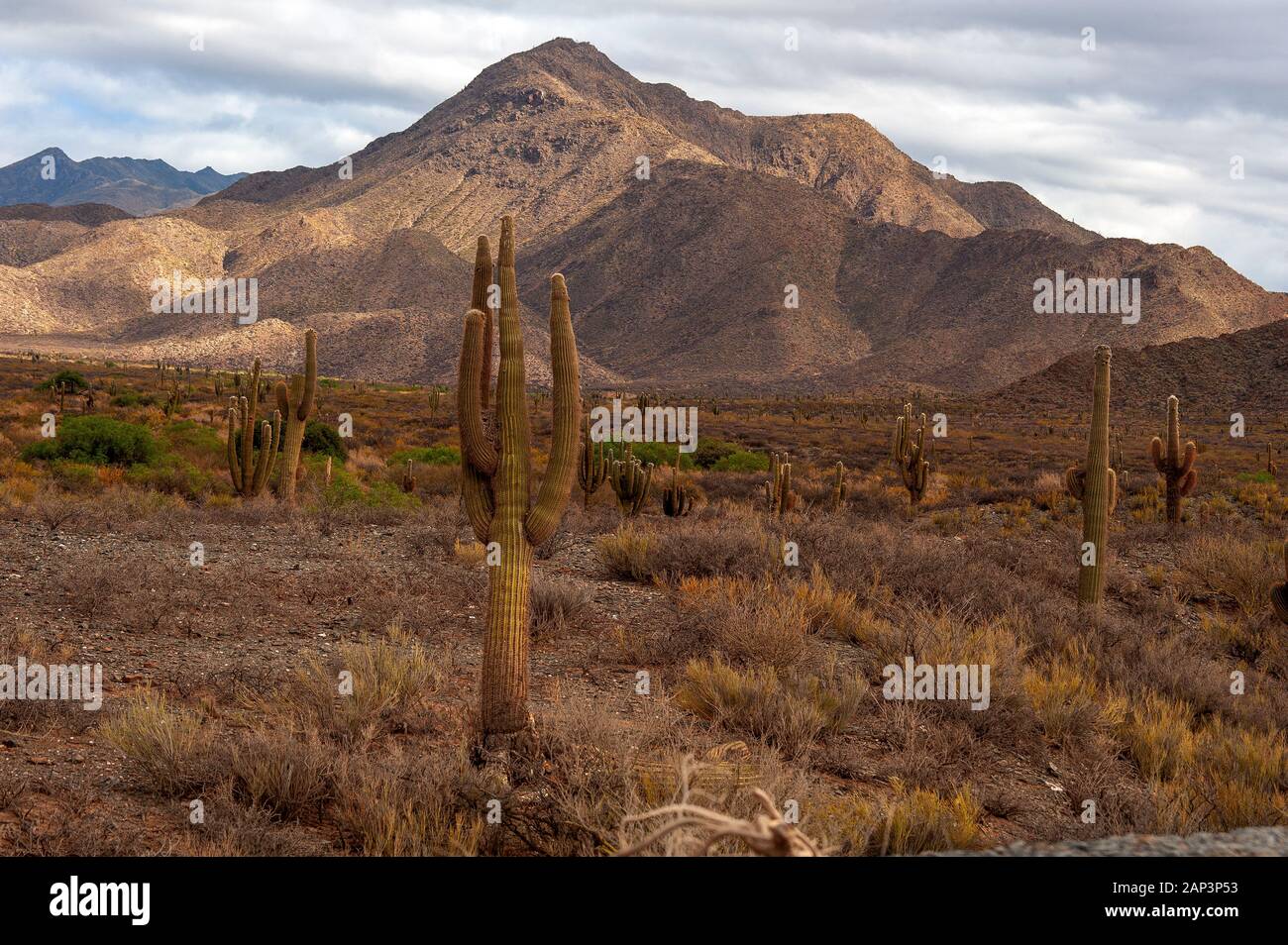 Kaktus auf der Ruta 40 in der Nähe von Cafayate Stadt, Argentinien Stockfoto