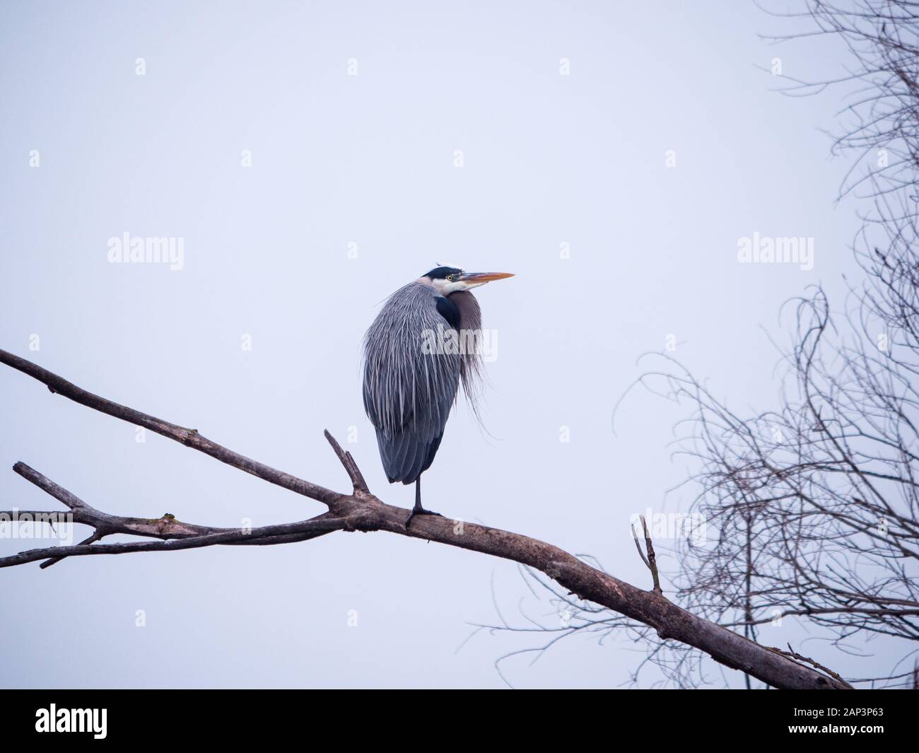 Blue Heron auf weißem Slough, Stockton, Kalifornien Stockfoto