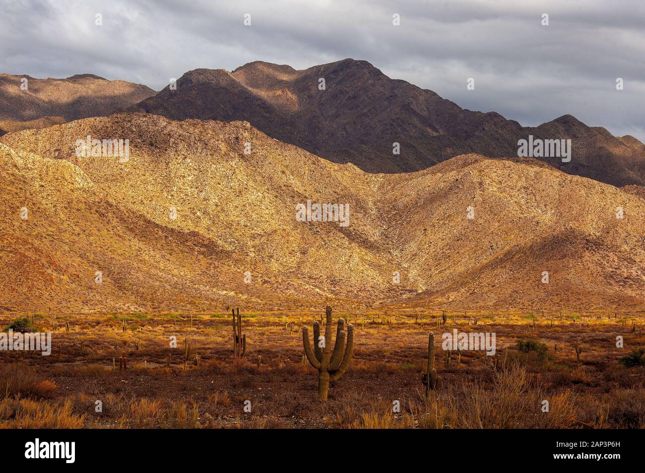 Kaktus auf der Ruta 40 in der Nähe von Cafayate Stadt, Argentinien Stockfoto