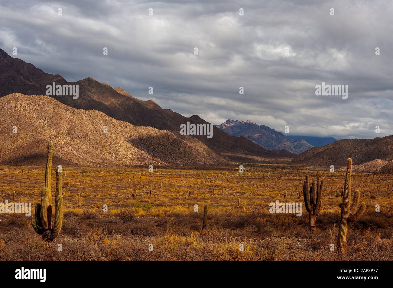 Kaktus auf der Ruta 40 in der Nähe von Cafayate Stadt, Argentinien Stockfoto