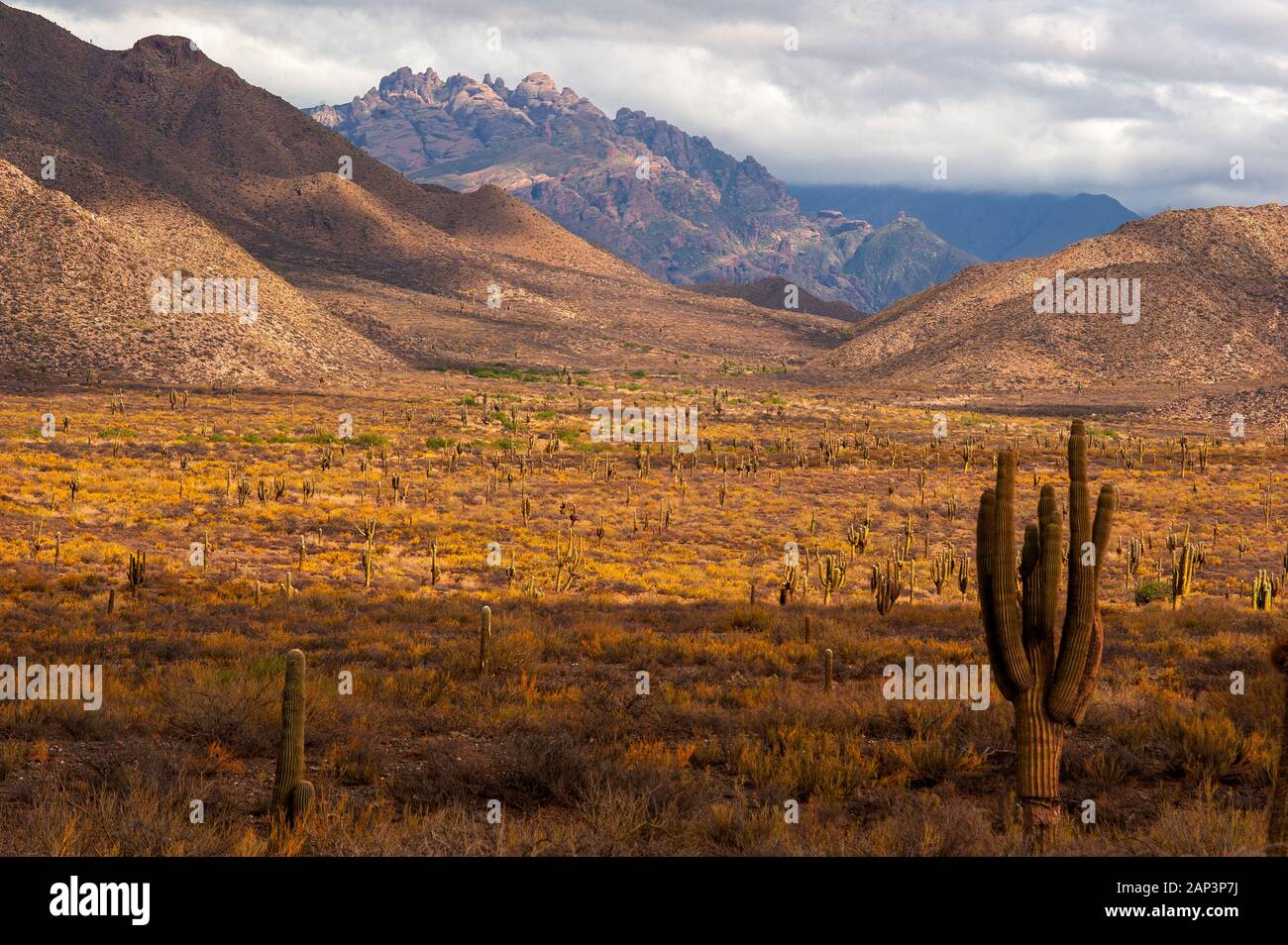 Kaktus auf der Ruta 40 in der Nähe von Cafayate Stadt, Argentinien Stockfoto