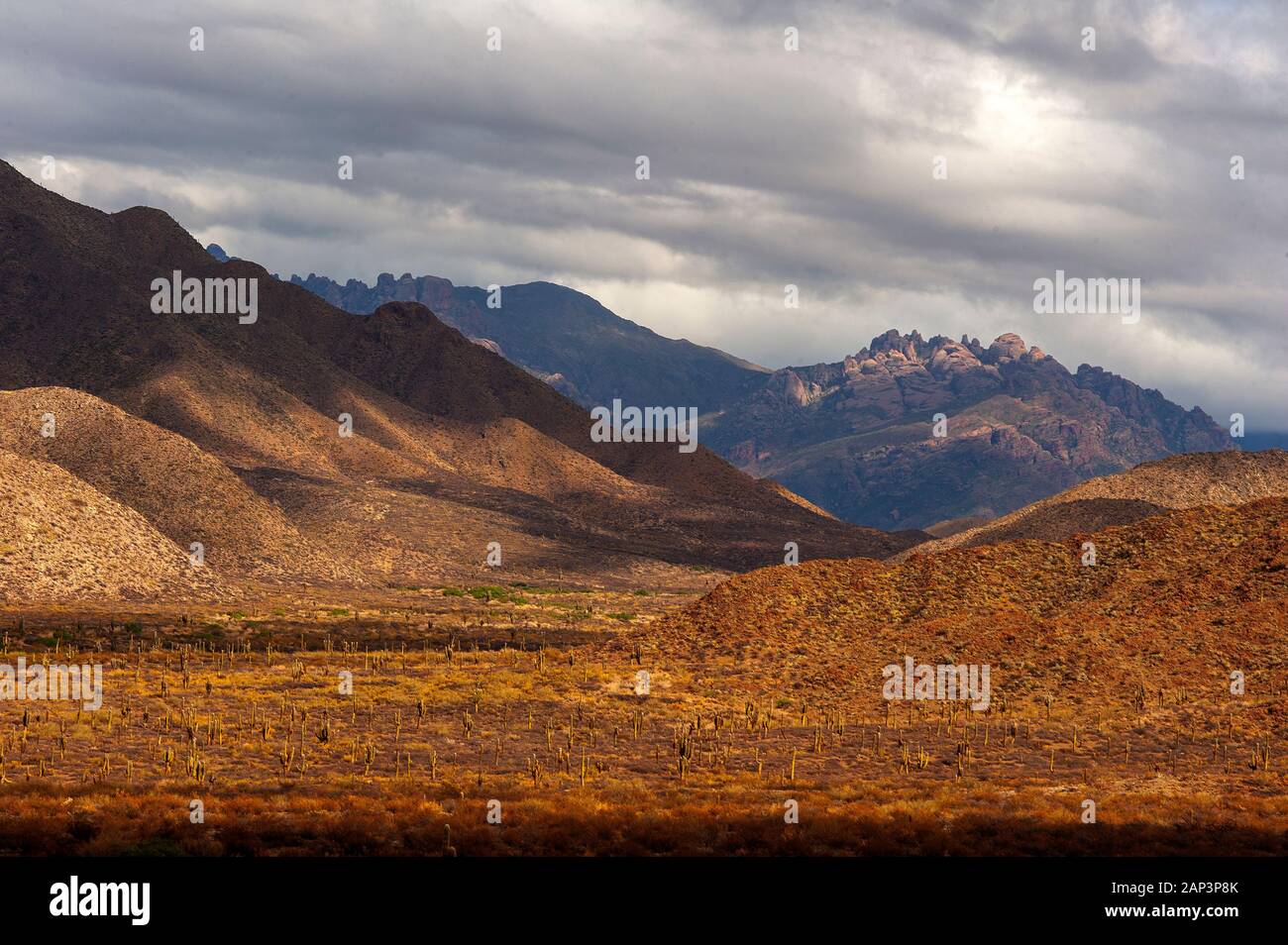 Kaktus auf der Ruta 40 in der Nähe von Cafayate Stadt, Argentinien Stockfoto