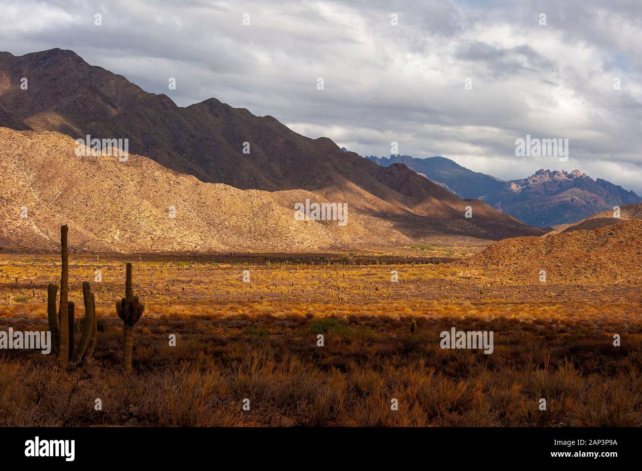 Kaktus auf der Ruta 40 in der Nähe von Cafayate Stadt, Argentinien Stockfoto