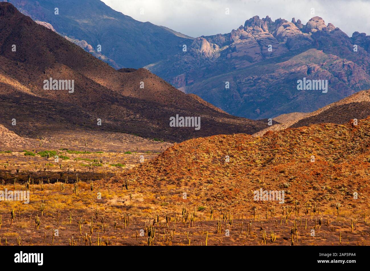 Kaktus auf der Ruta 40 in der Nähe von Cafayate Stadt, Argentinien Stockfoto