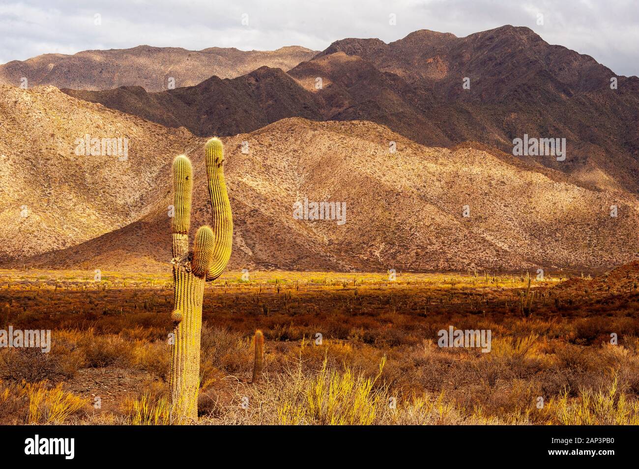 Kaktus auf der Ruta 40 in der Nähe von Cafayate Stadt, Argentinien Stockfoto