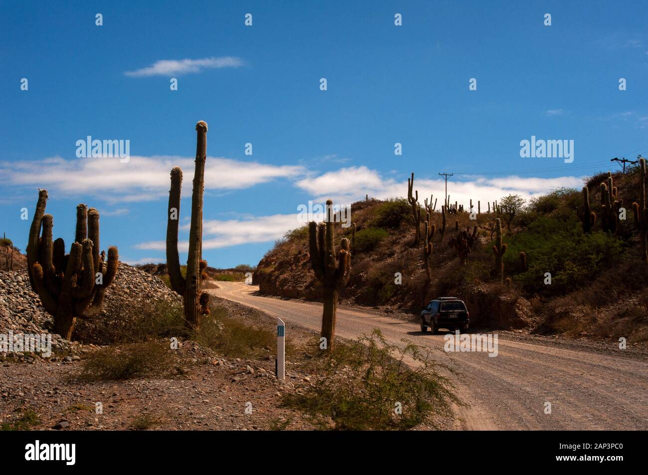 Kaktus auf der Ruta 40 in der Nähe von Cafayate Stadt, Argentinien Stockfoto