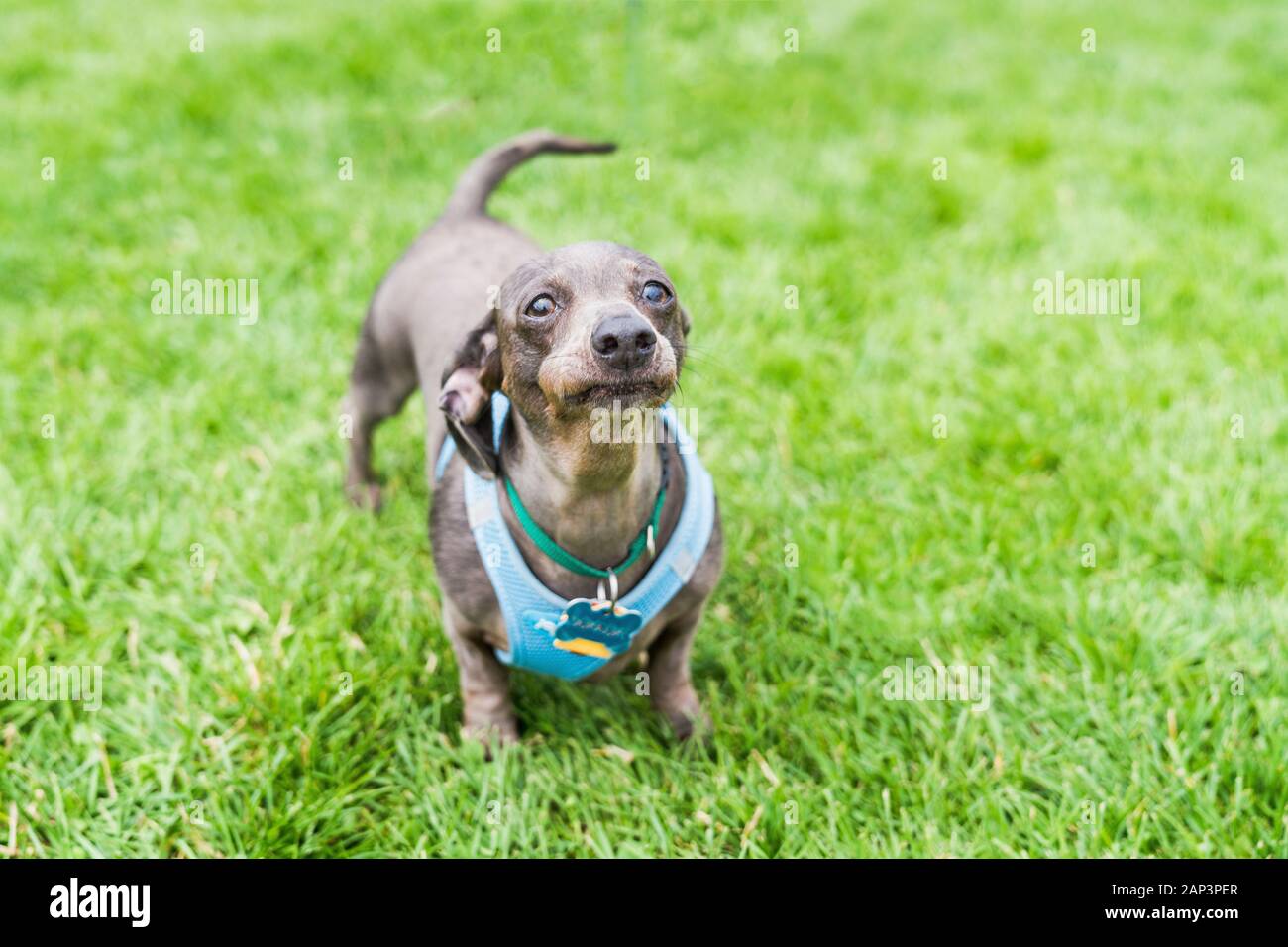 Kleiner Dachshund-Hund macht ein lustiges Gesicht. Stockfoto