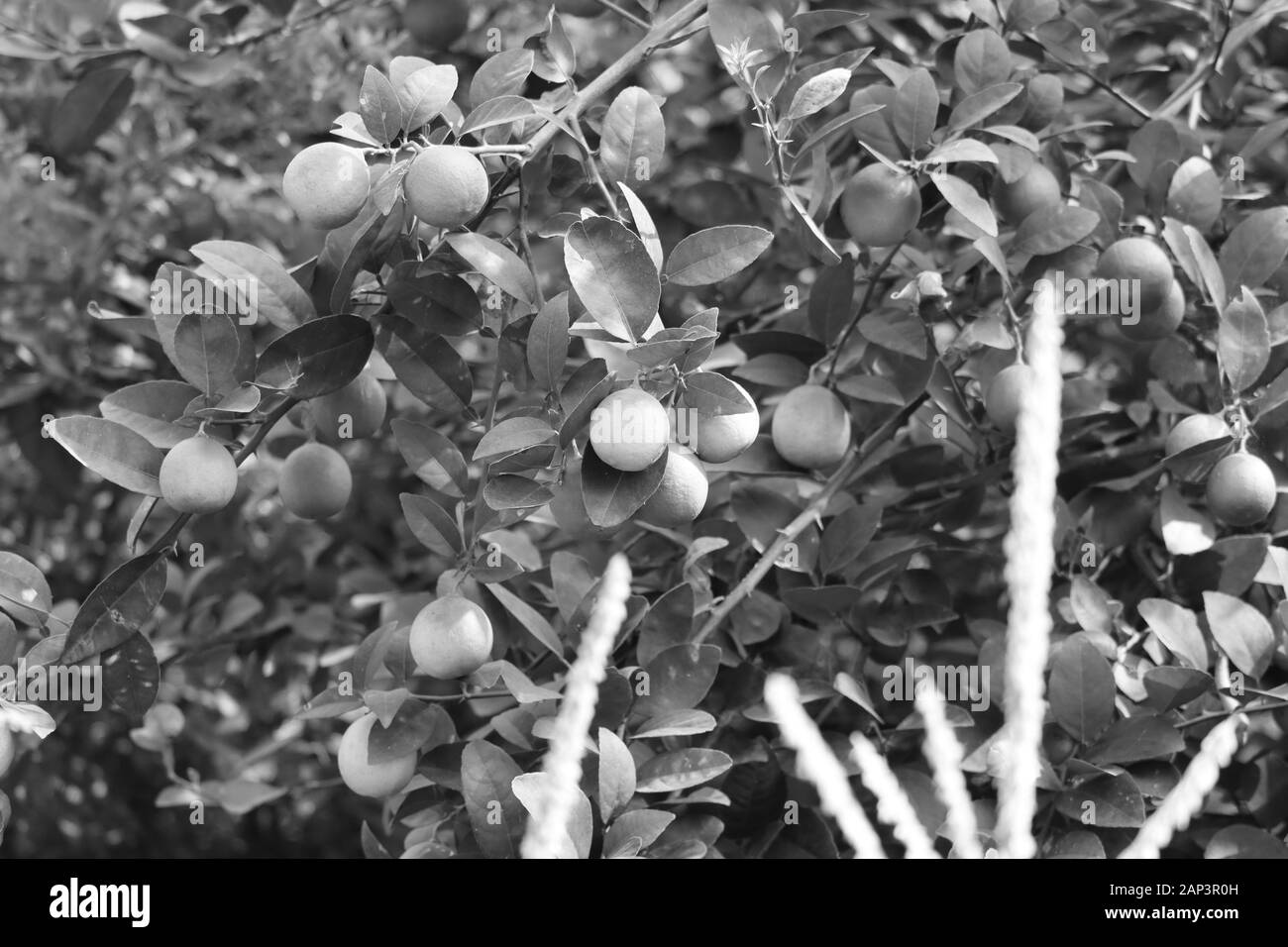 Auf der monochromen Hintergrund Stockfoto