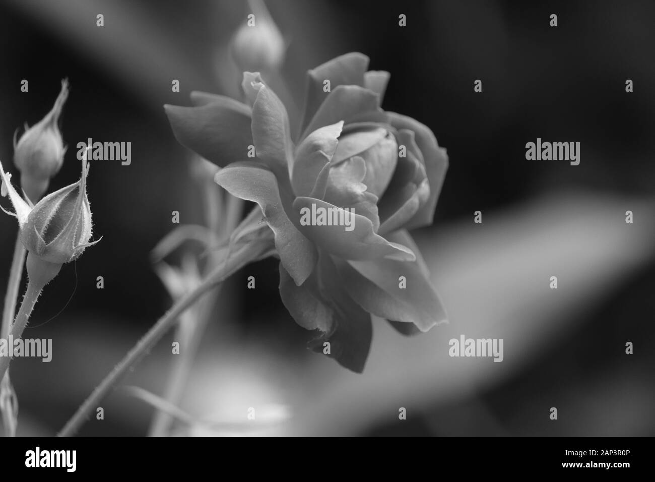 Einfarbig Schwarz und Weiß Unschärfe und Soft rose Hintergrund Stockfoto