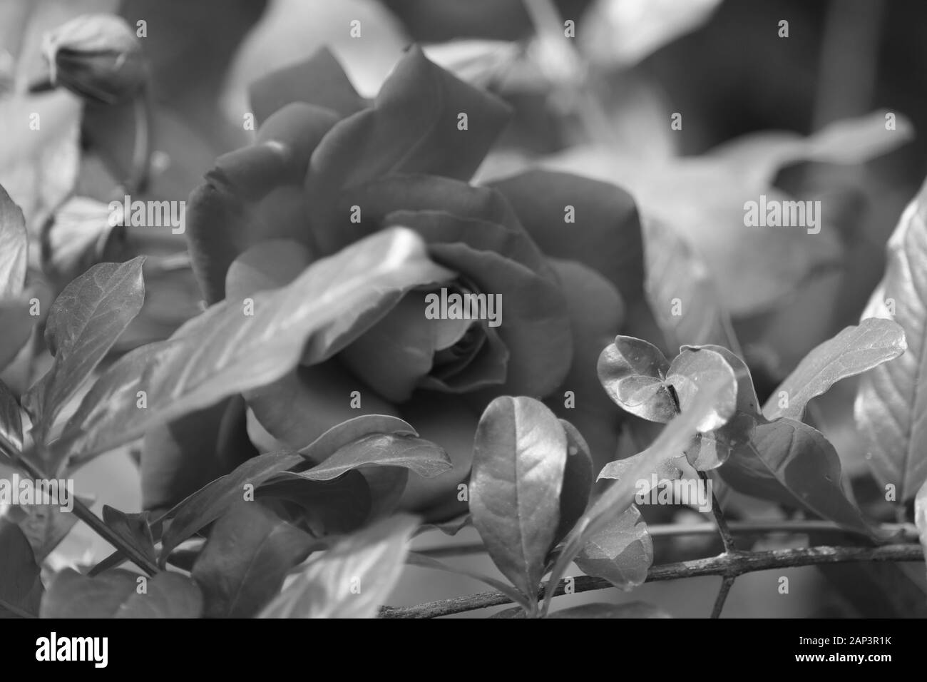 Schwarze und weiße Rose in voller Blüte auf schwarzem Hintergrund Stockfoto