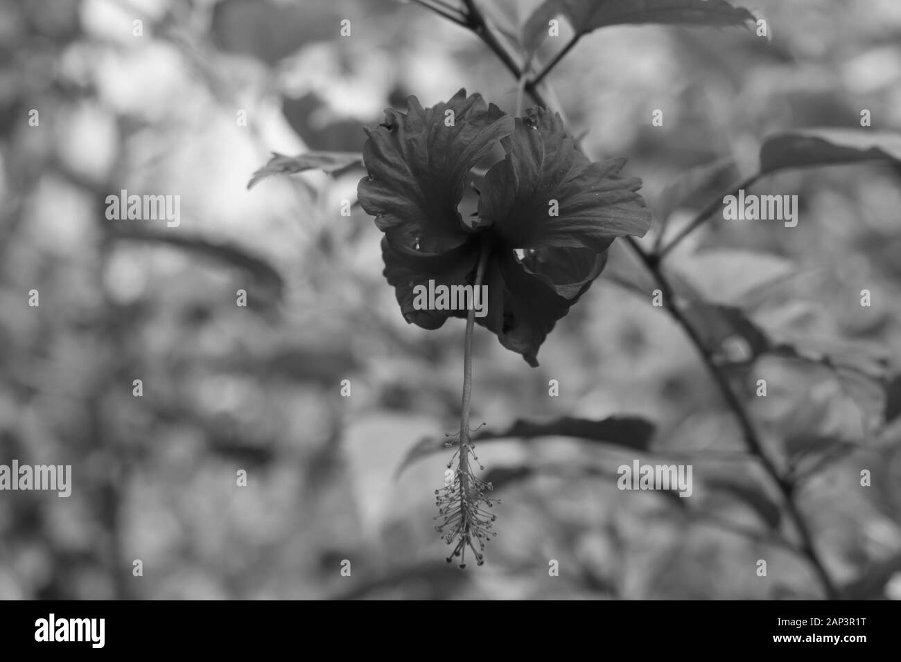 Hibiscus Blume auf dem monochromen Hintergrund, Dinesh kumar Stockfoto