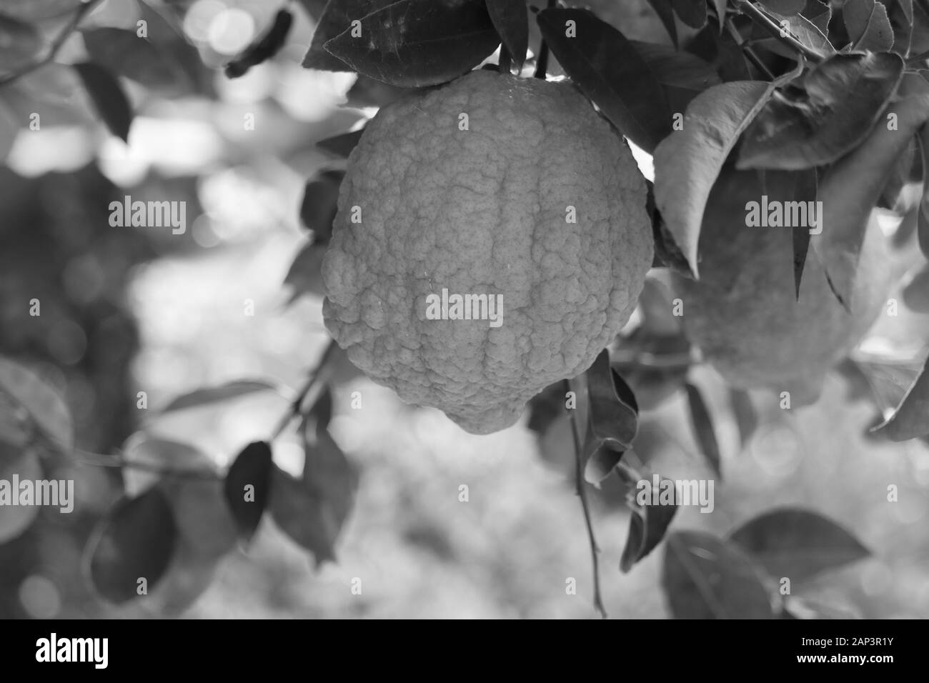 Kalkfrucht auf dem monochromen Hintergrund, Dinesh kumar Stockfoto