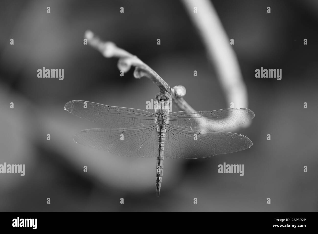 Dragon Fly, Insekt Makro Nahaufnahme Schuß von Dragon Fly auf den monochromen Hintergrund Stockfoto