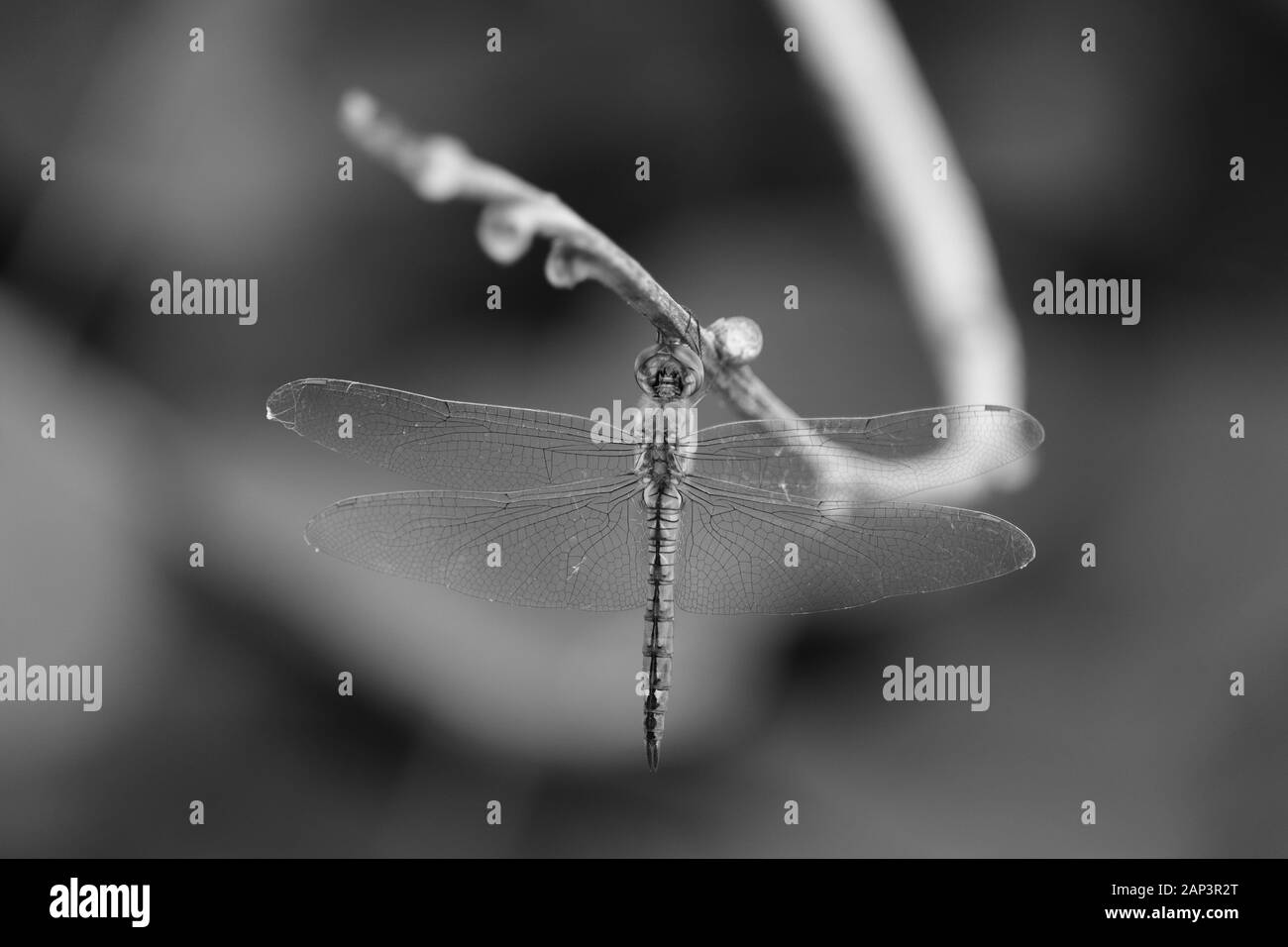 Makro Nahaufnahme Schuß von Dragon Fly auf den monochromen Hintergrund Stockfoto