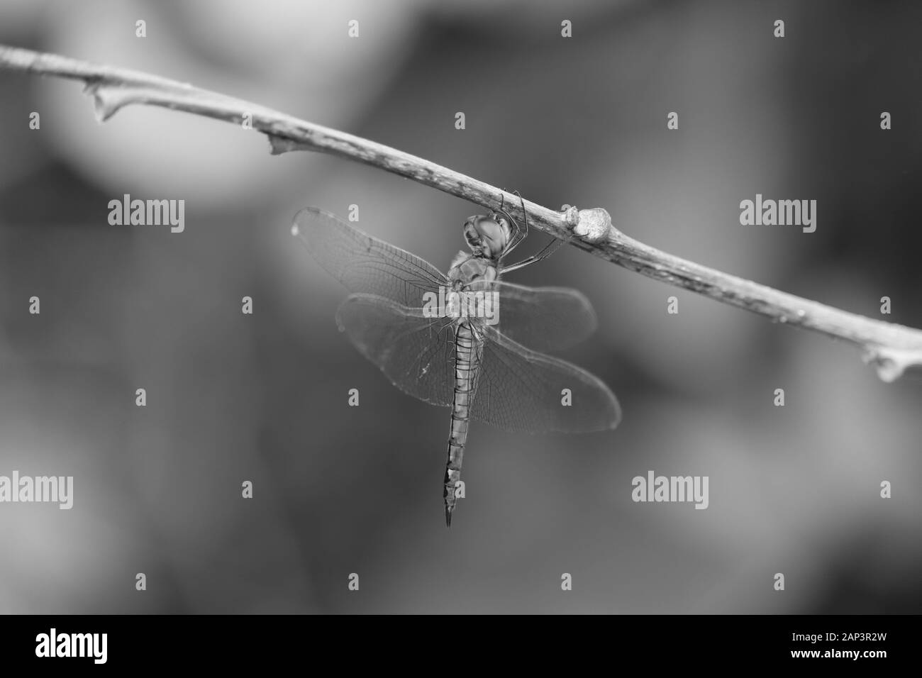 Dragon Fly, Insekt Makro Nahaufnahme Schuß von Dragon Fly auf dem Schwarzen und weißen Hintergrund Stockfoto