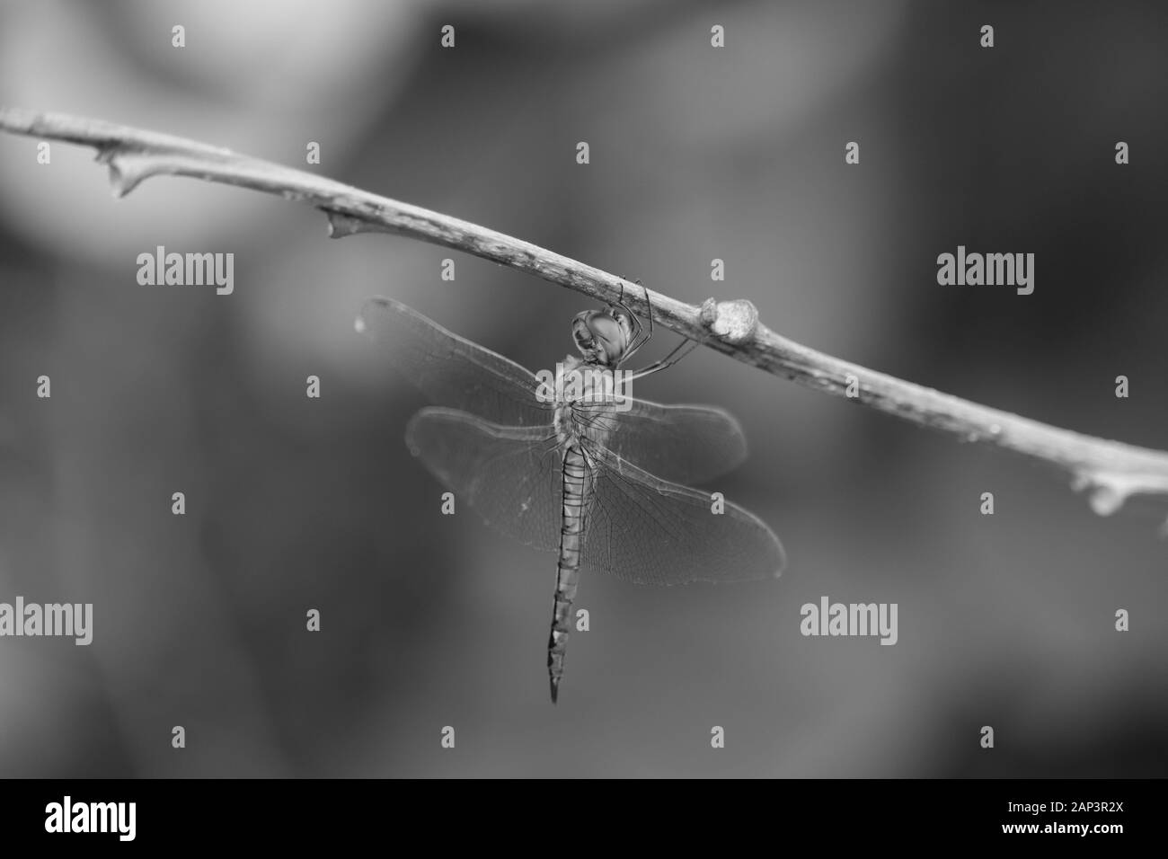 Insekt Makro Nahaufnahme Schuß von Dragon Fly auf den monochromen Hintergrund Stockfoto