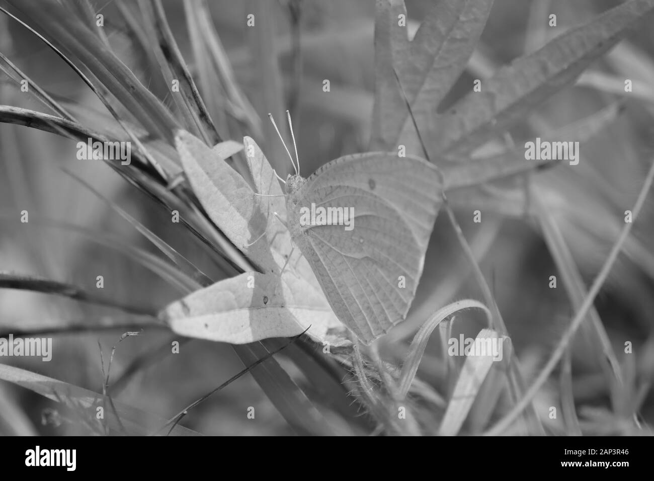 Schmetterling, Fliegen sitzen auf Blatt mit monochromen Hintergrund Stockfoto