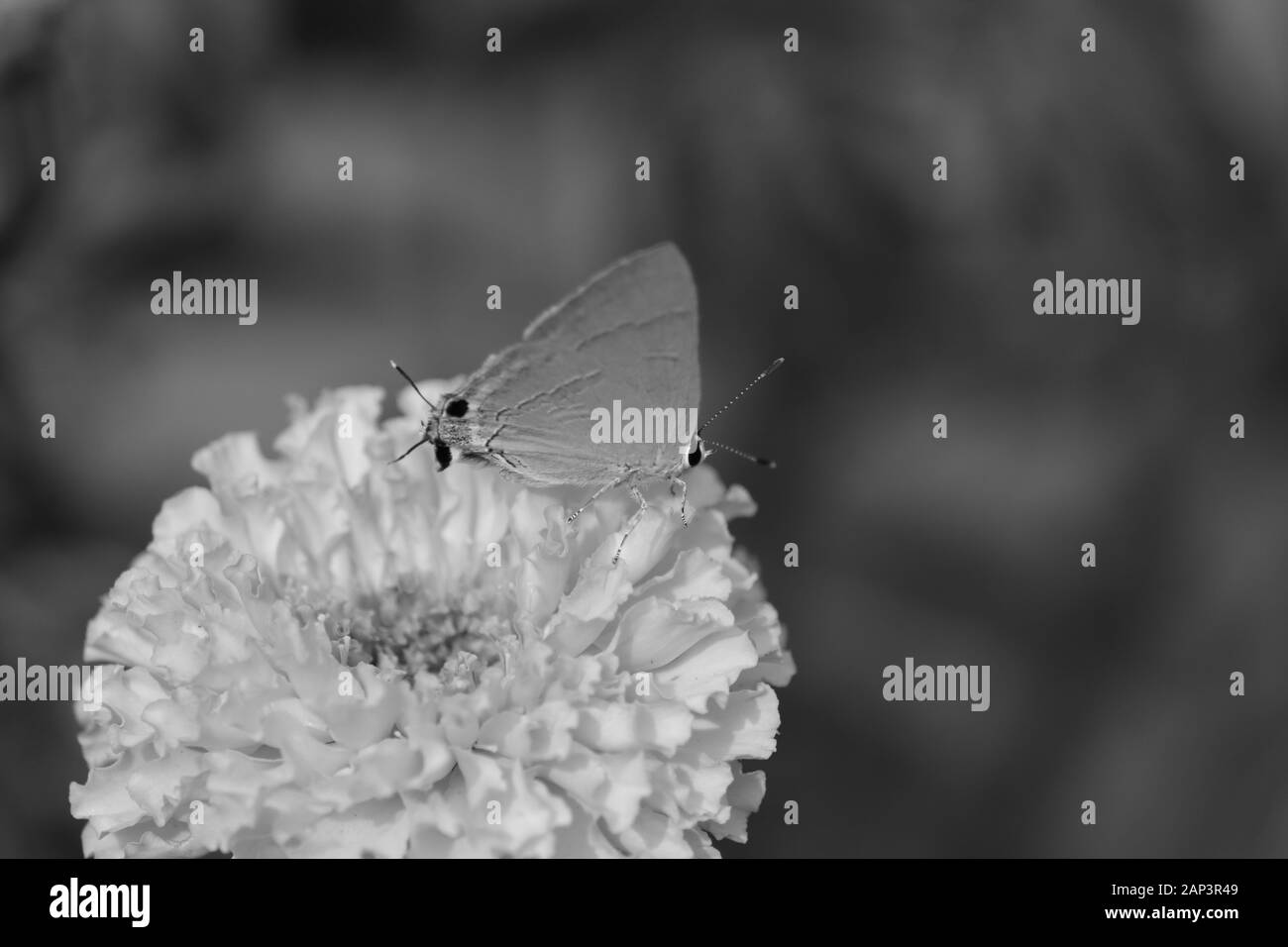 Schmetterling auf Ringelblume Blüten Nahaufnahme im Garten auf schwarzen und weißen Hintergrund Stockfoto