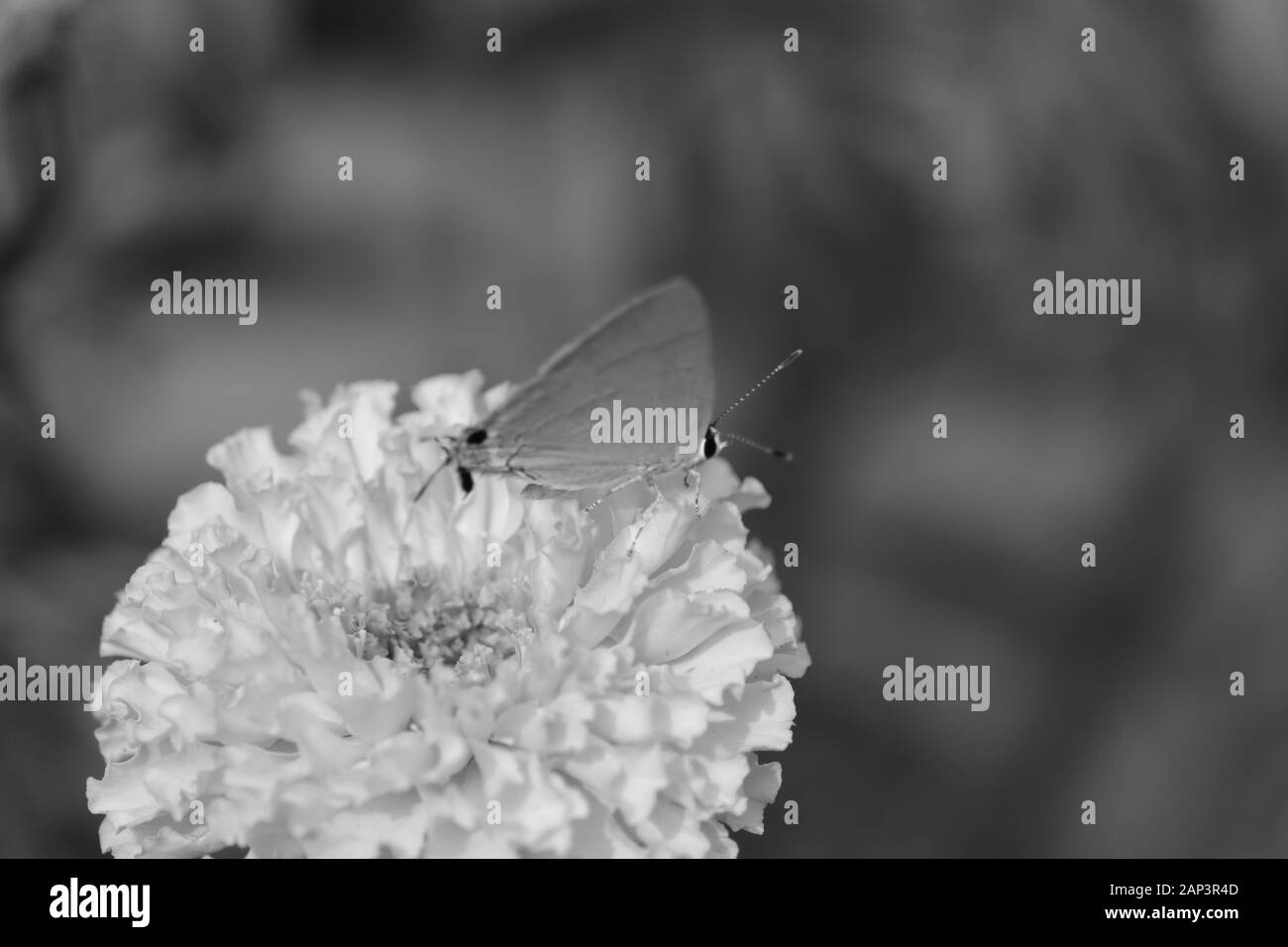 Schmetterling auf Ringelblume Blüten Nahaufnahme im Garten auf den monochromen Hintergrund Stockfoto