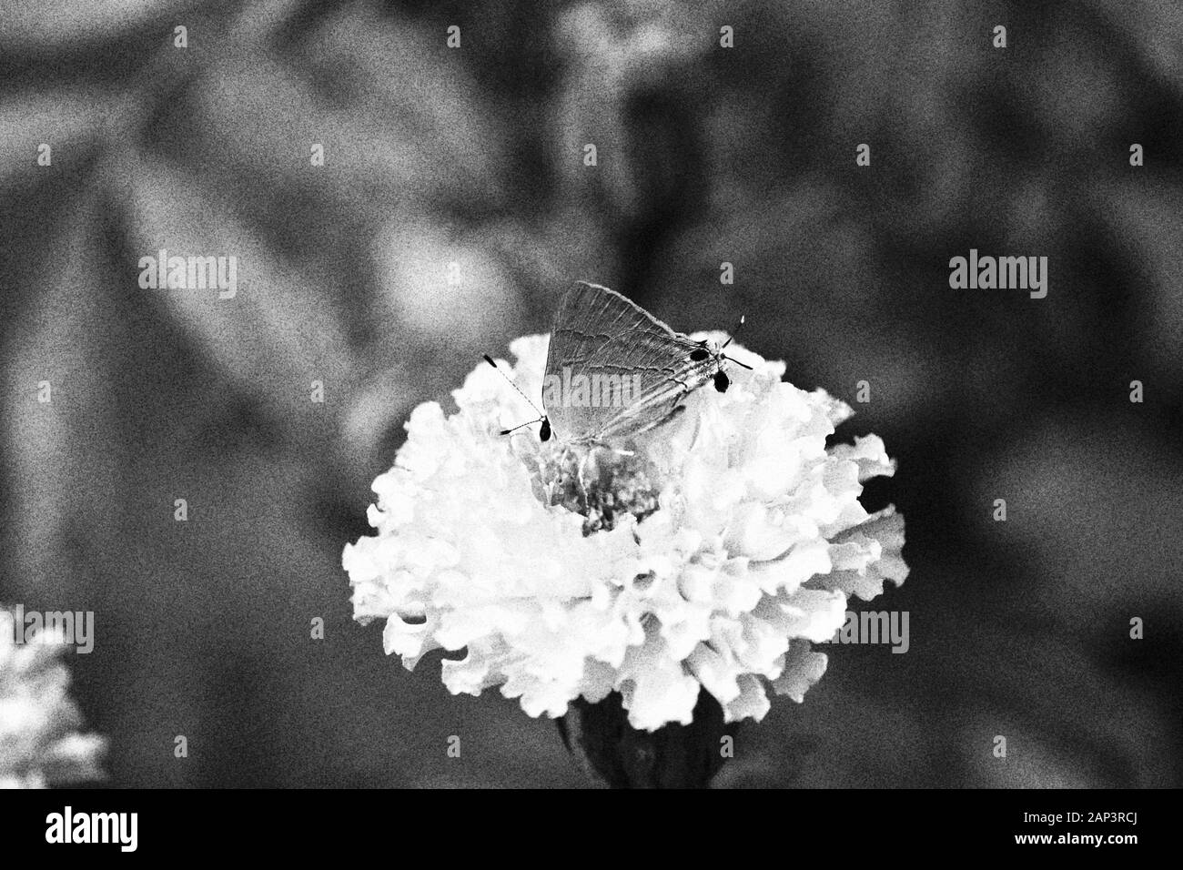 Schmetterling auf Ringelblume Blüten Nahaufnahme im Garten auf den monochromen Hintergrund Stockfoto