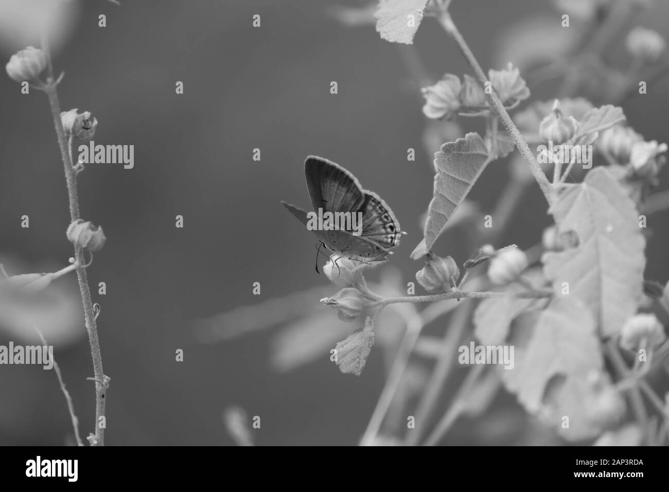 Schmetterling, Insekt, Makro Nahaufnahme Schuß von Schmetterling auf dem monochromen Hintergrund Stockfoto