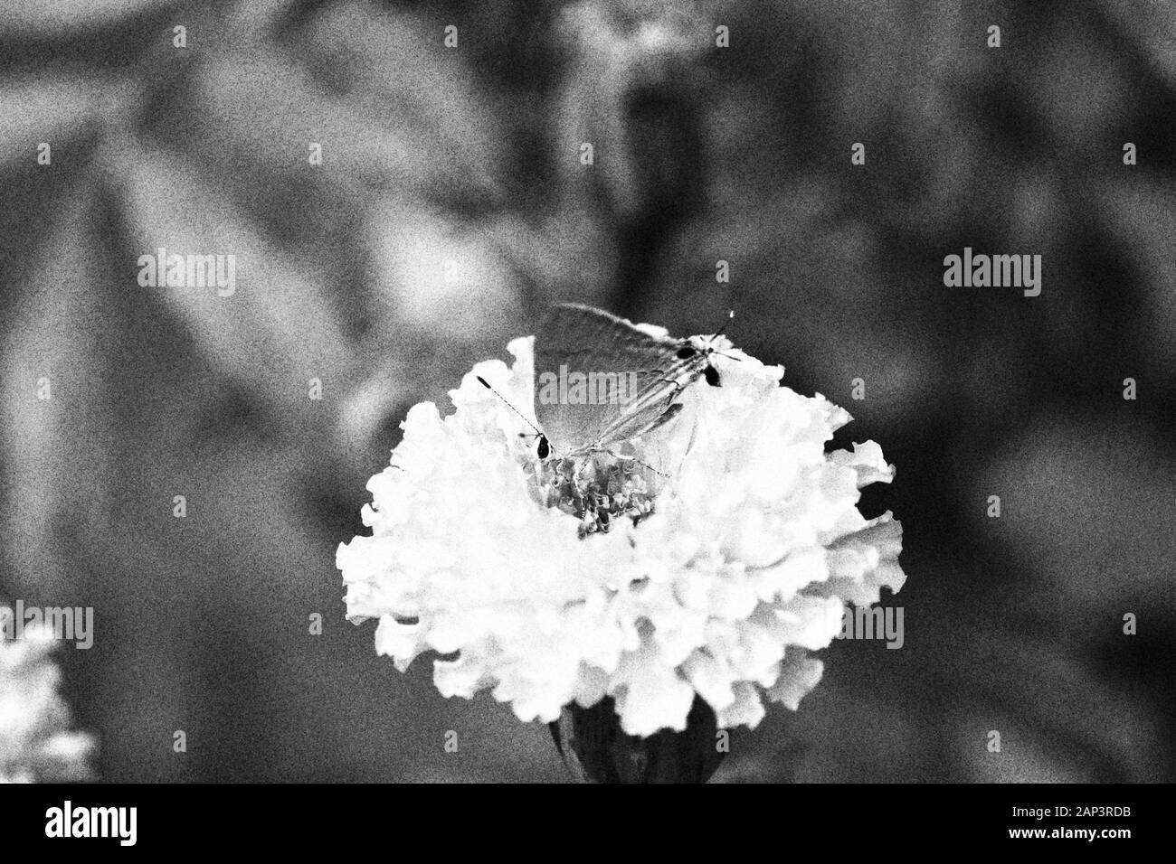 Schmetterling auf Ringelblume Blüten Nahaufnahme im Garten auf schwarzen und weißen Hintergrund Stockfoto