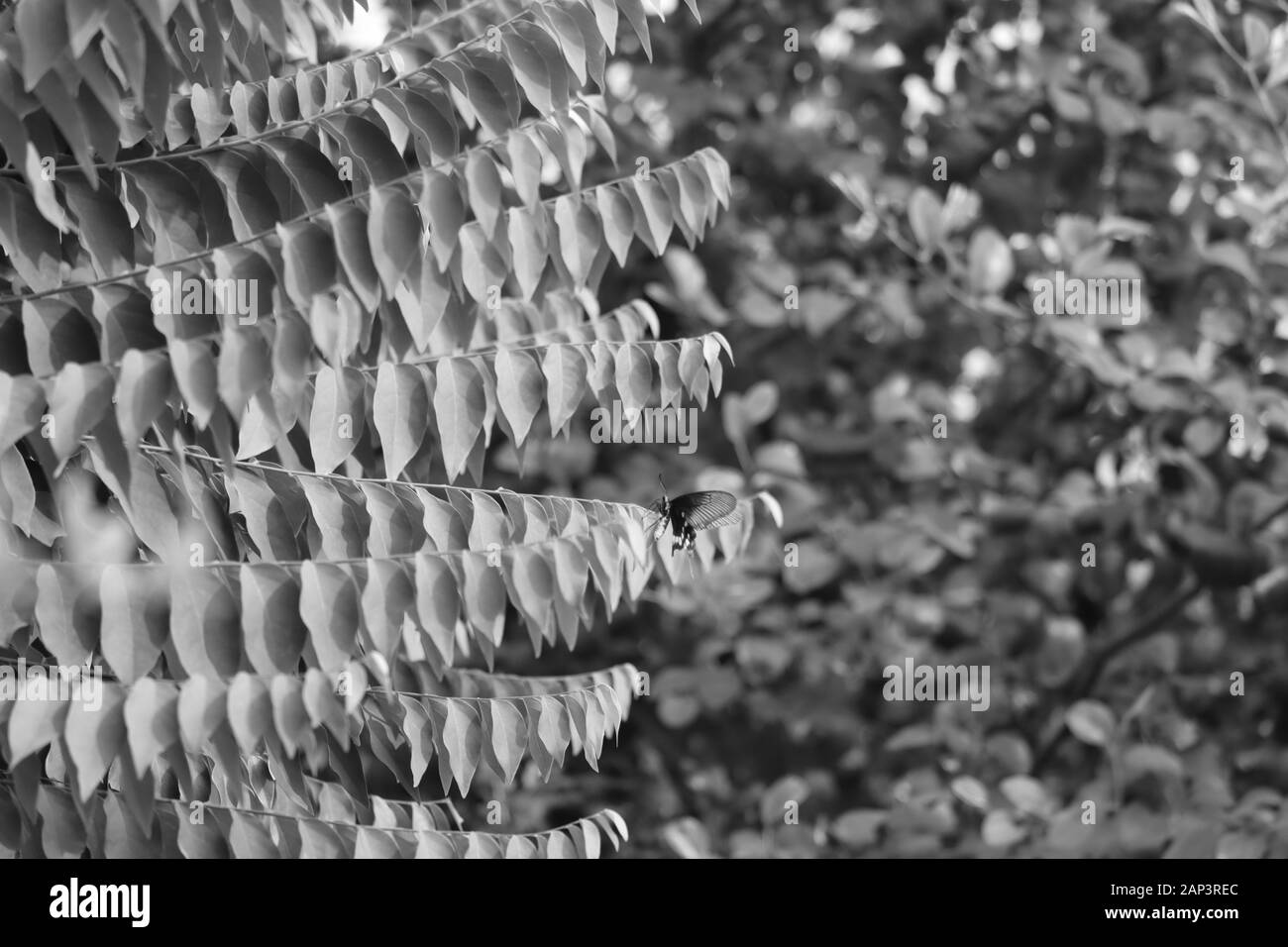Schmetterling auf Blatt mit monochromen Hintergrund Stockfoto