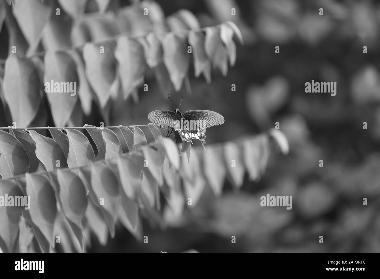 Schmetterling auf Blatt mit schwarzem Hintergrund Stockfoto