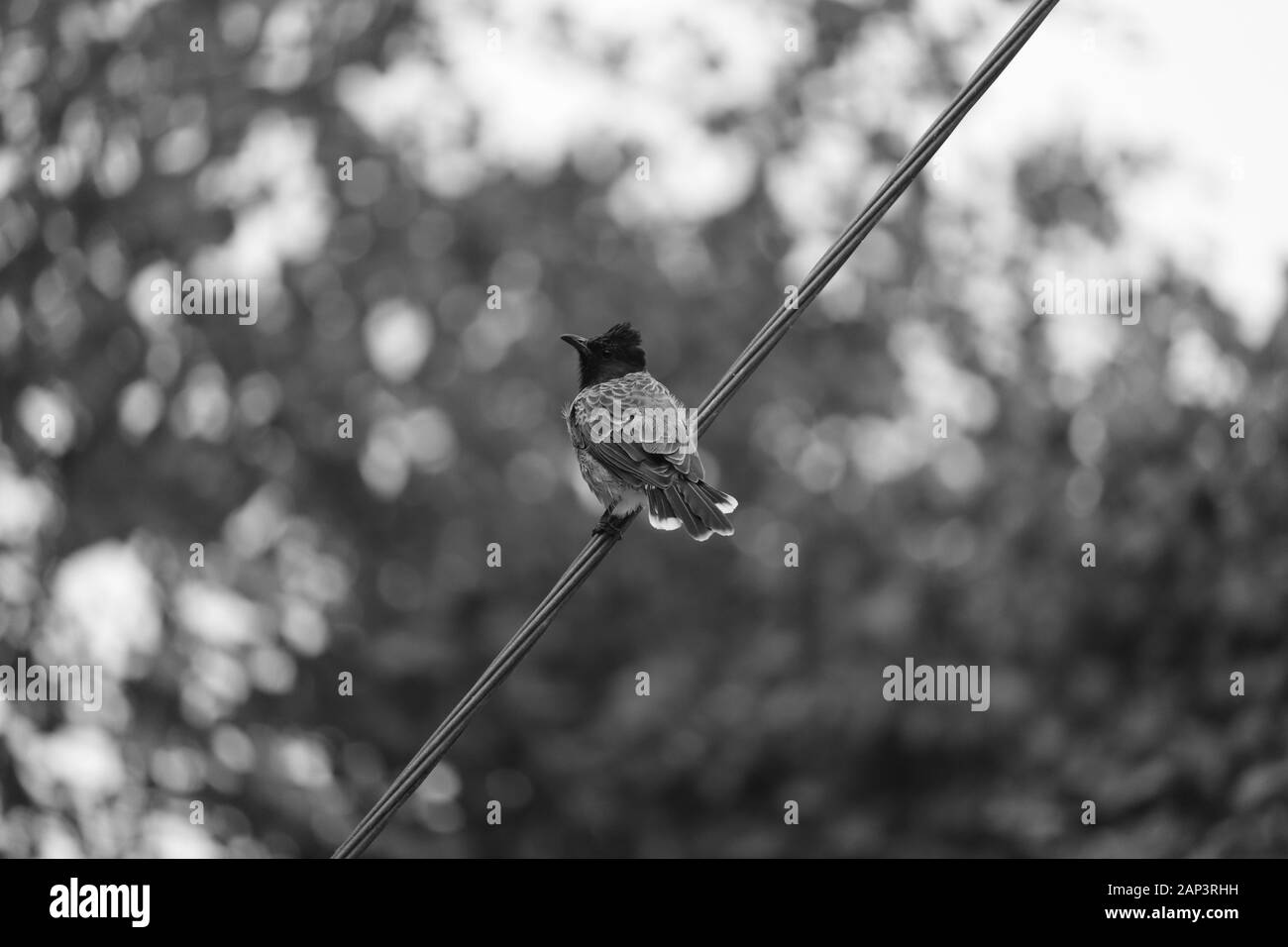 Red Vented Bulbul Vogel oder ein Vögel sitzen auf dem Baum oder Ast am Morgen mit schwarzen und weißen Hintergrund Stockfoto
