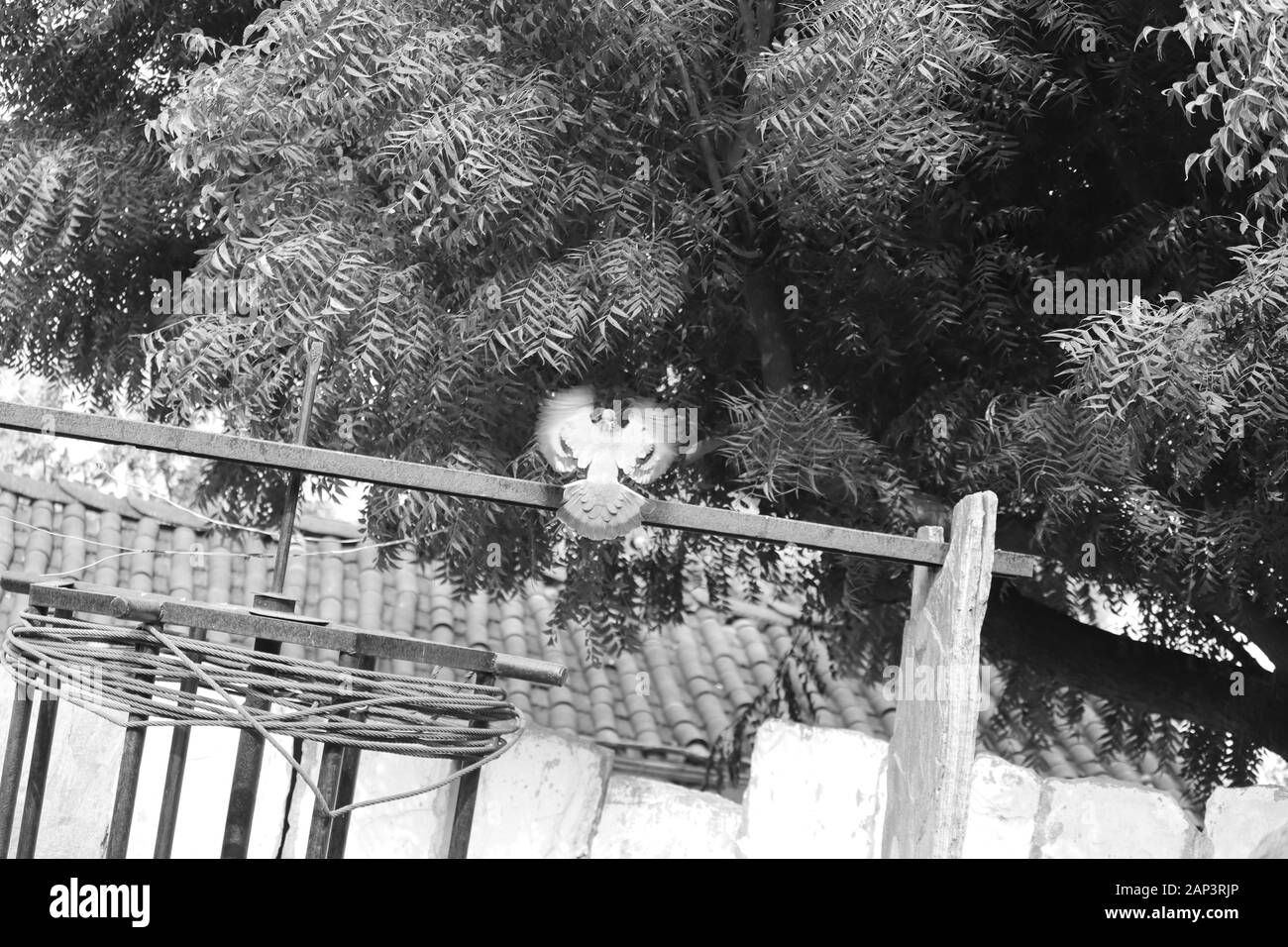 Fliegende weiße Taube Vogel auf schwarzem Hintergrund Stockfoto