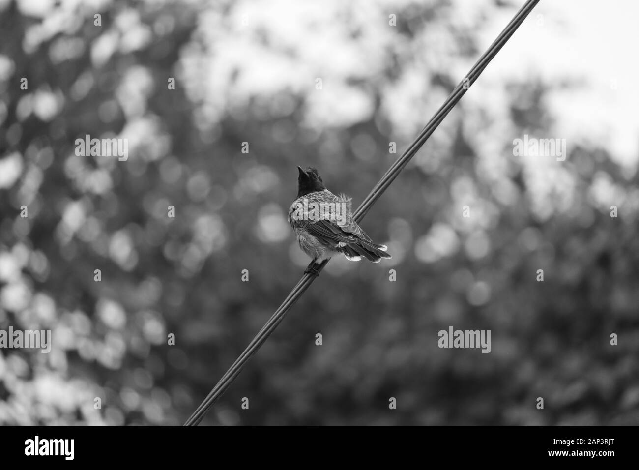 Red Vented Bulbul Vogel oder ein Vögel sitzen auf dem Baum oder Ast am Morgen mit schwarzen und weißen Hintergrund Stockfoto