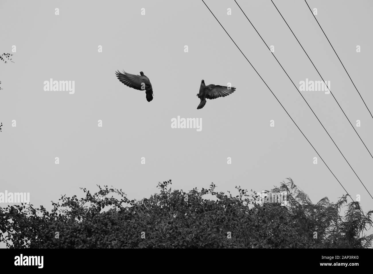 Tauben fliegen in den Himmel, Schwarz & Weiß Stockfoto