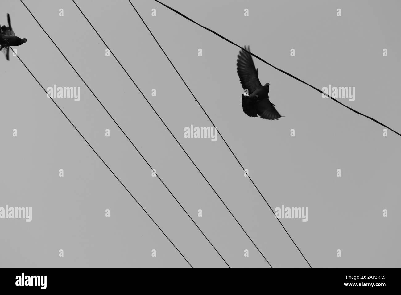 Fliegende weiße Taube Vogel auf schwarzem Hintergrund Stockfoto