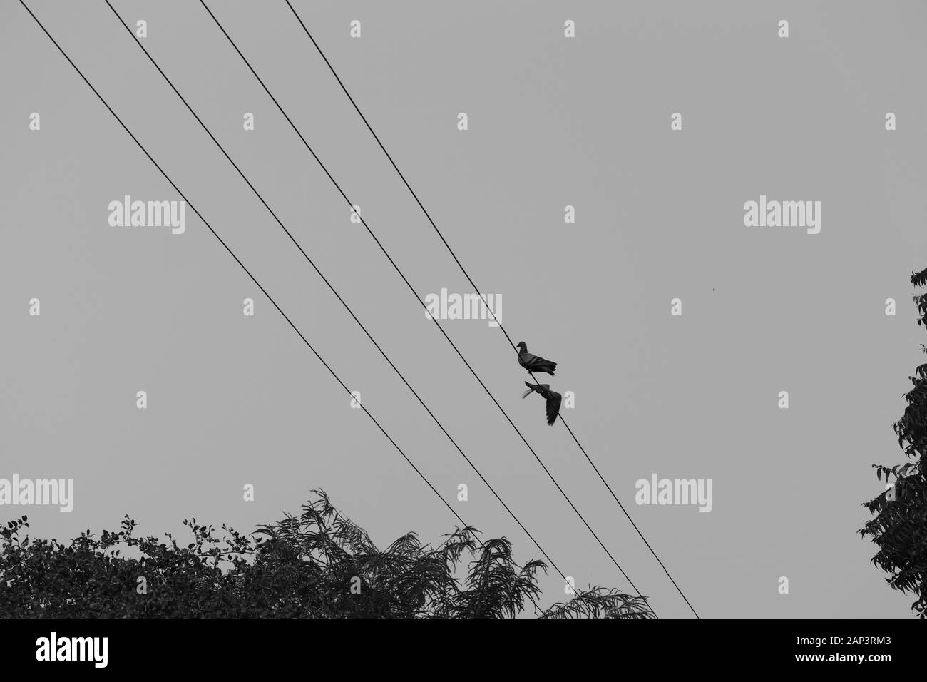 Fliegende weiße Taube Vogel auf schwarzem Hintergrund Stockfoto